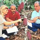 Brazilian scientists examine cacao pods