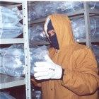 A Brazilian researcher handles seeds inside a cold chamber at the Embrapa seed bank
