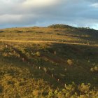A conservation park in Brazil