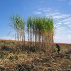 Sugar cane in Brazil