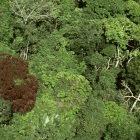 Arial view of the Brazilian forest