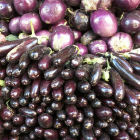 Brinjal