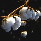 Bt cotton