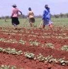 Tending Bt cotton in Mpumalanga, South Africa 