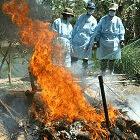 Burning culled chicken in Vietnam
