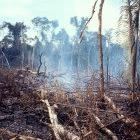 Fire is used for forest and land clearing to create cattle pasture