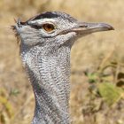 Bustard