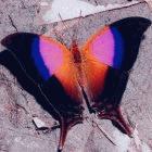 Marpesia iole, a Costa Rican butterfly