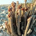 cactus140x140.jpg