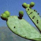 Chilean cactus: the institute will study biodiversity throughout the length of Chile 