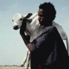 Tackling livestock diseases will be key to reducing poverty in Africa