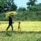 Awareness of the bird flu threat is low in rural Cambodia and Laos