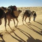 CED-SAD nations agreed to implement the North Africa Green Belt Project — to halt the spread of deserts by planting trees