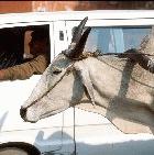 A car and ox-cart on the streets of Jaipur, India.