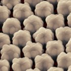 Carbone nanotubes