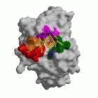 Anti-HIV antibody 4E10 (grey), showing HIV epitope (yellow) and the region of the antibody it binds to (other colours)