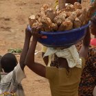 Carrying cassava home from the market
