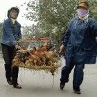 Bird flu has spread to ten areas of Vietnam