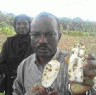 Farmer holding a diseased cassava in Zanzibar