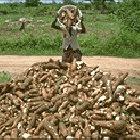 Cassava farmer and harvest Cassava farmer and harvest