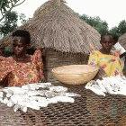 Cassava – one of Africa's staple crops – has been neglected by biotechnology according to the FAO