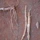 Combining cassava species could lead to better crops