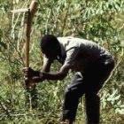 Farmer uprooting cassava in Malawi