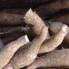 Millions of people rely on cassava as a staple crop