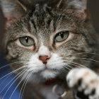 There is no evidence that cats have spread the virus to people 