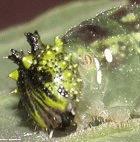 A <i>Consul fabius</i> caterpillar with white eggs from a parasitoid fly that controls its numbers clearly visible