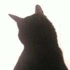 Researchers suggest once more that cat deaths could help warn of H5N1