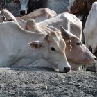 Cattle in a drought affected area