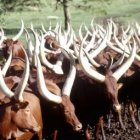 cattleUganda_FAOR-Faidutti