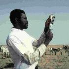 The developing world need more treatments for livestock diseases