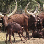 cattle