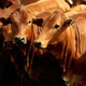 Cattle in Kenya