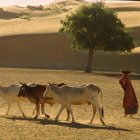 cattleherdingDesertIndia_Hnull