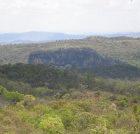 Brazilian savannah