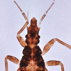 Vector del Mal de Chagas
