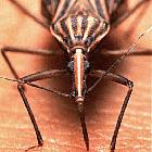 The 'assassin' bug