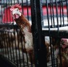 A chicken in a Bali market