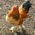There are reports that Chinese farmers gave human drugs to chickens