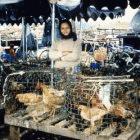 Chickens on sale in a Vietnamese market
