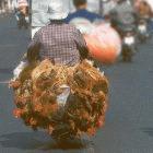 Asia needs more aid to fight bird flu, says the FAO