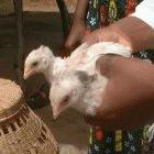Nigeria was the first African country to confirm an outbreak of H5N1
