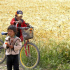 Chinese children with bicycles by a wheat field