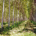 Los bosques sureños son materia prima ideal para producir combustibles líquidos