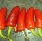 Chillies can help kill mosquito larvae, say Indian scientists