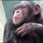 Researchers have found new evidence that HIV evolved from a virus that infects chimpanzees 