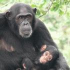 SIV-positive chimpanzee mother, Tanzania